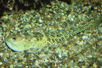Trachinus radiatus - 